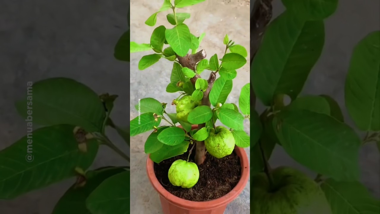 Begini trik menanam Jambu, Masih pendek tapi sudah berbuah #tipsberkebun