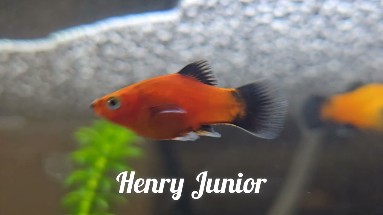 My Flippin Fish