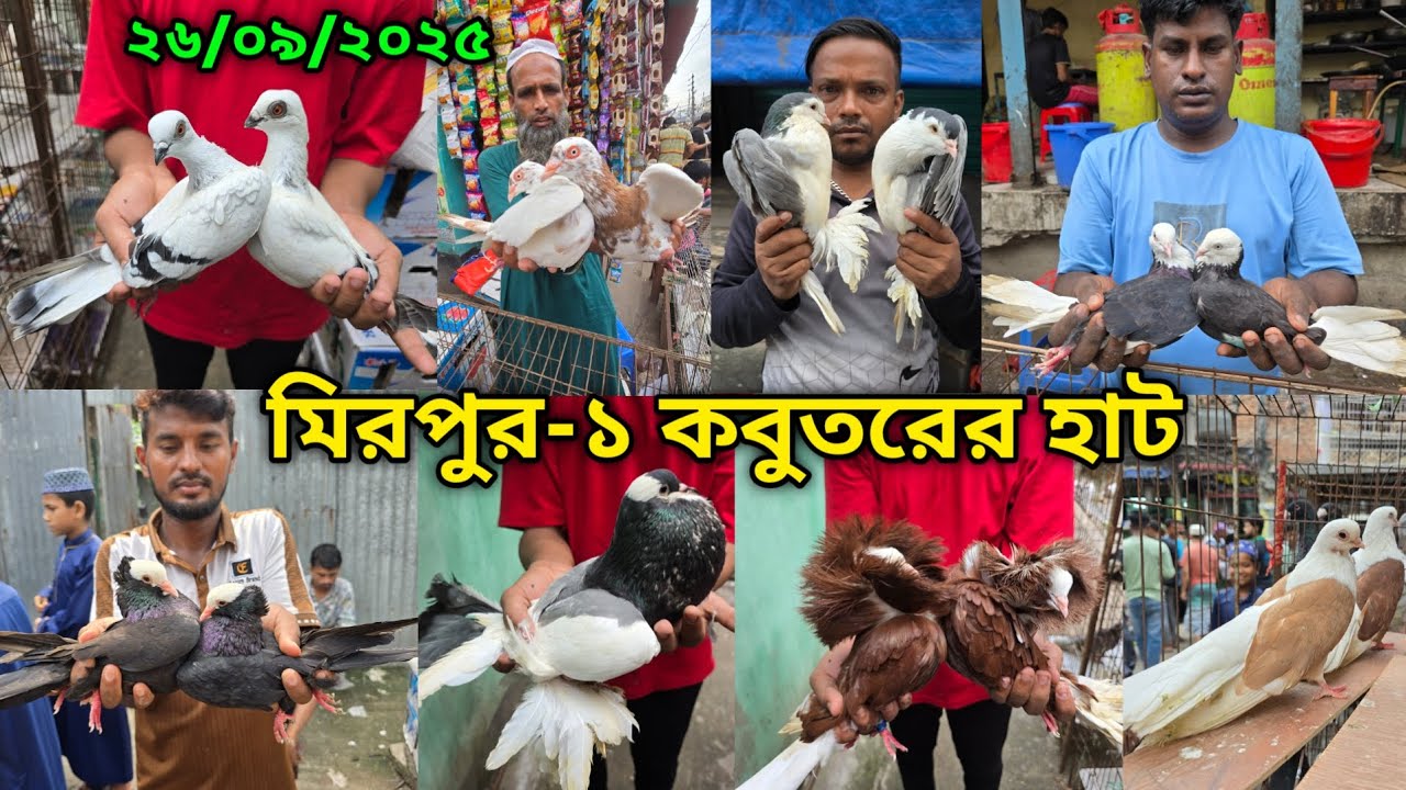 ২৬/০৯/২০২৫ মিরপুর-১ কবুতর হাট || মিরপুর-১ কবুতরের হাট ২০২৫ || Mirpur-1 Pigeon Market || কবুতর বাজার