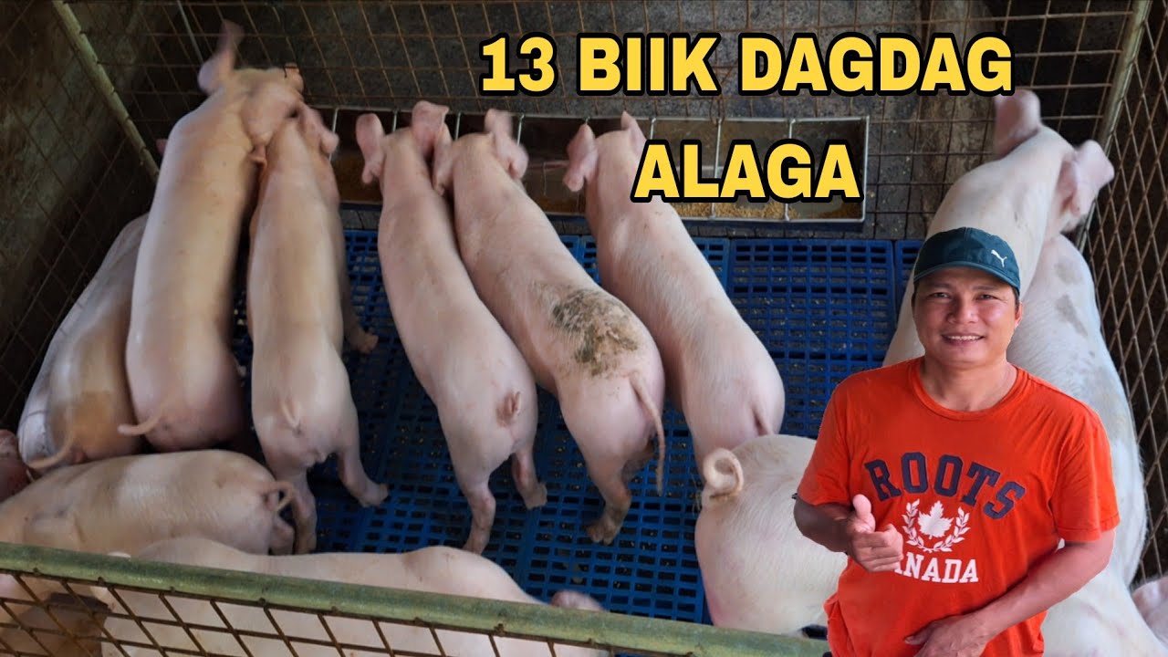Bumili tayo ng biik kay pareng athan at randy sa kabilang barangay 
