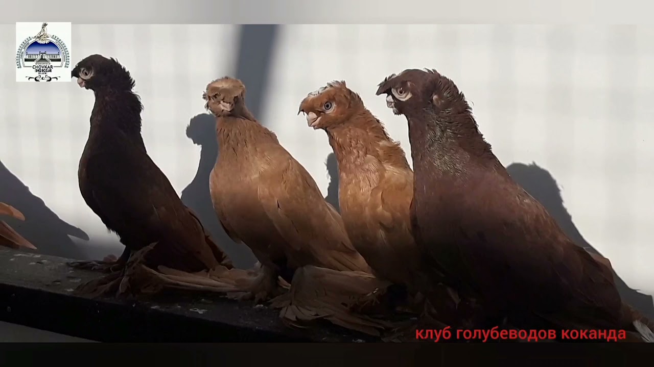ЭЛИТНЫЕ ГОЛУБИ ЗА МИЛЛИОНИ. клуб голубеводов коканда