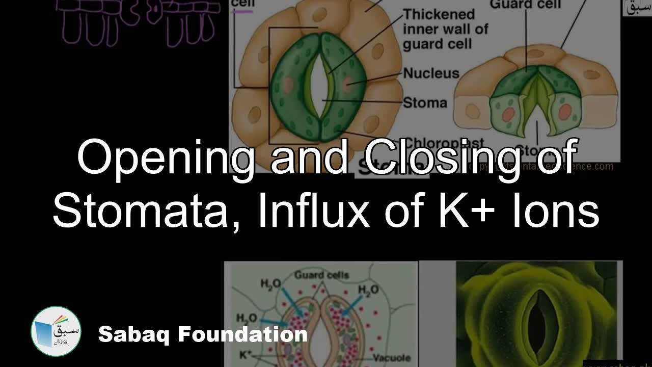 Influx of K+ Ions, Biology Lecture | Sabaq.pk