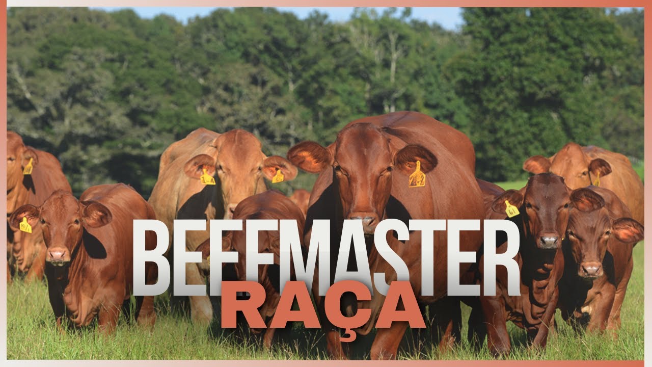 Tudo o Que Você Precisa Saber Sobre a Raça Beefmaster em 8 Minutos
