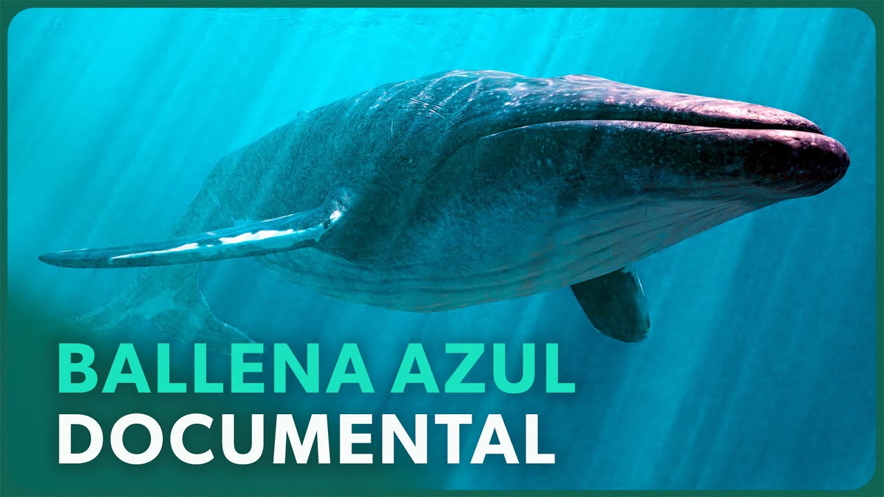 El Animal Más Grande del Planeta: Ballena Azul, Gigante de la Patagonia 🐋 Documental en Español