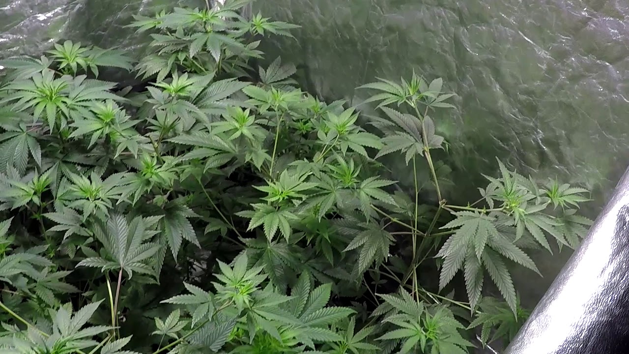 Day 41 flower 9LB Hammer in FULL best mode! finally utilizing my 2nd GC 630 DE CMH