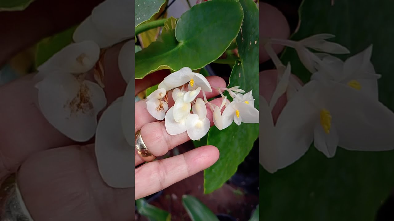 Begônia #plantas #flores #caminhoparaumavidamelhor #jardim #suculentas 