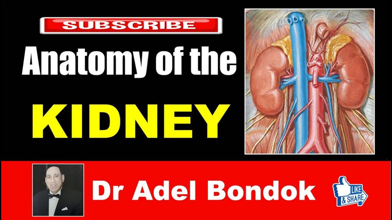 Anatomy of the Kidney, Dr Adel Bondok