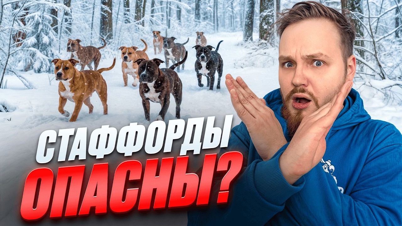 СТАФФОРДЫ ОПАСНЫ? ВСЕ О ПОРОДЕ АМЕРИКАНСКИЙ СТАФФОРДШИРСКИЙ ТЕРЬЕР