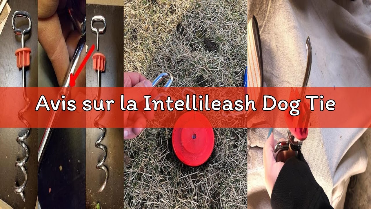 Avis sur la Intellileash Dog Tie