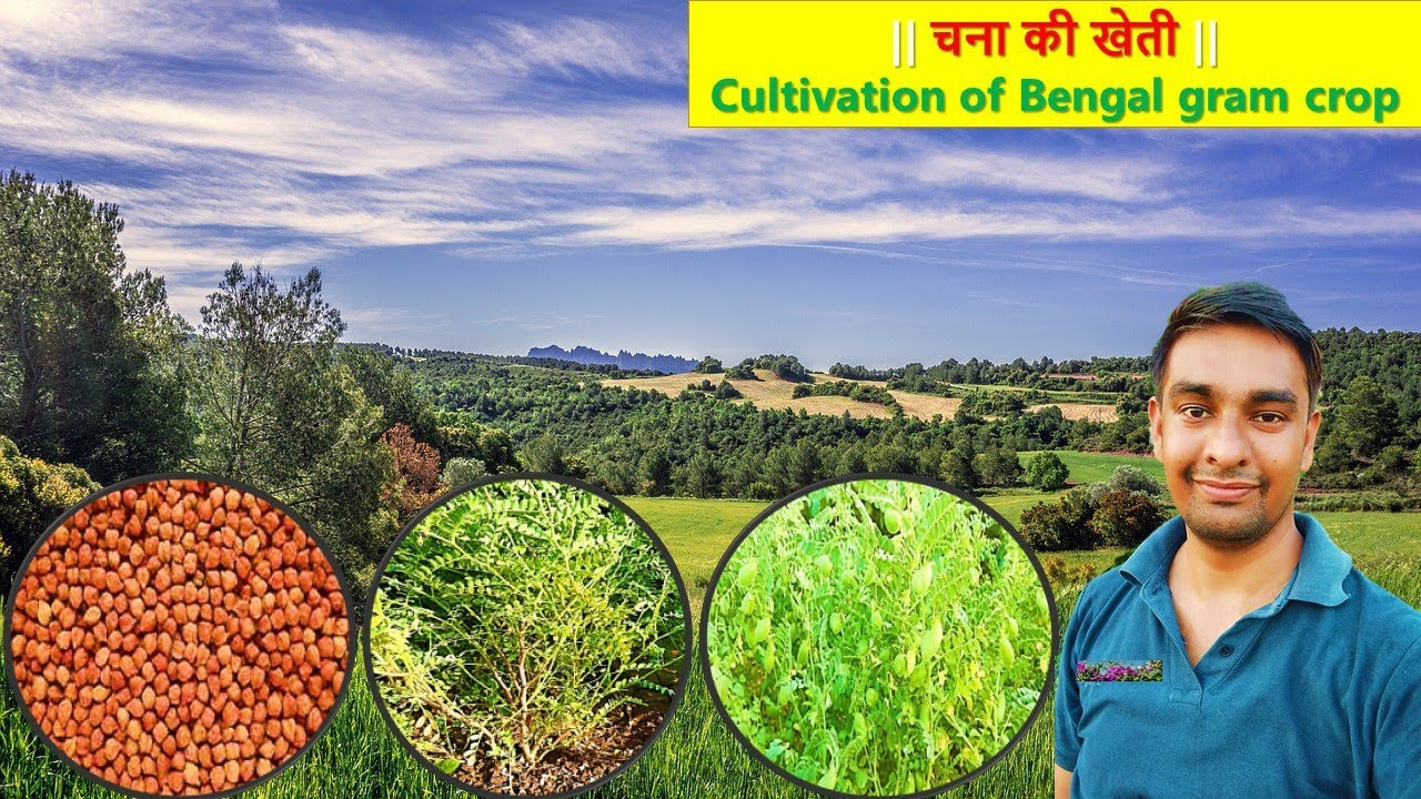 Cultivation of Bengal gram ll चने की खेती
