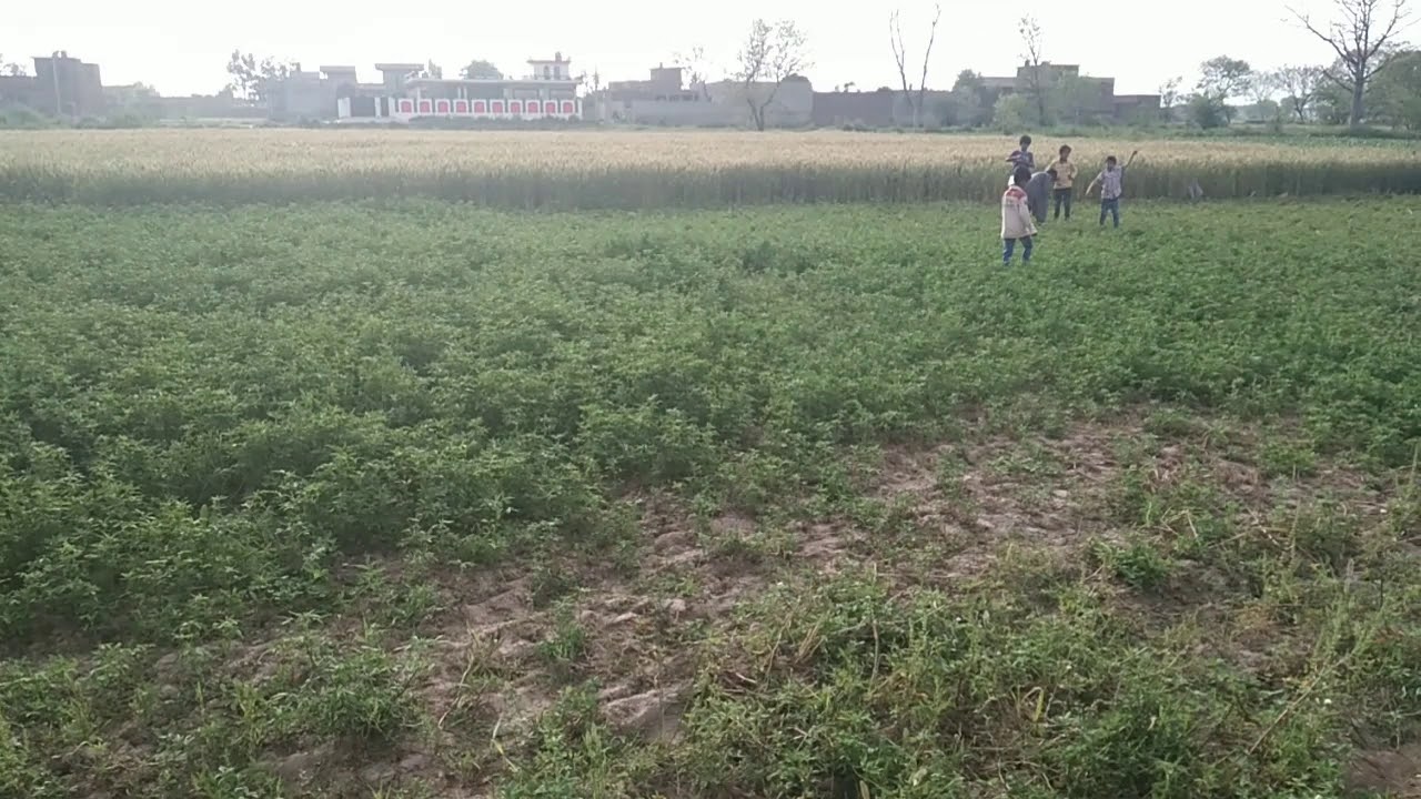 My village majra kalan