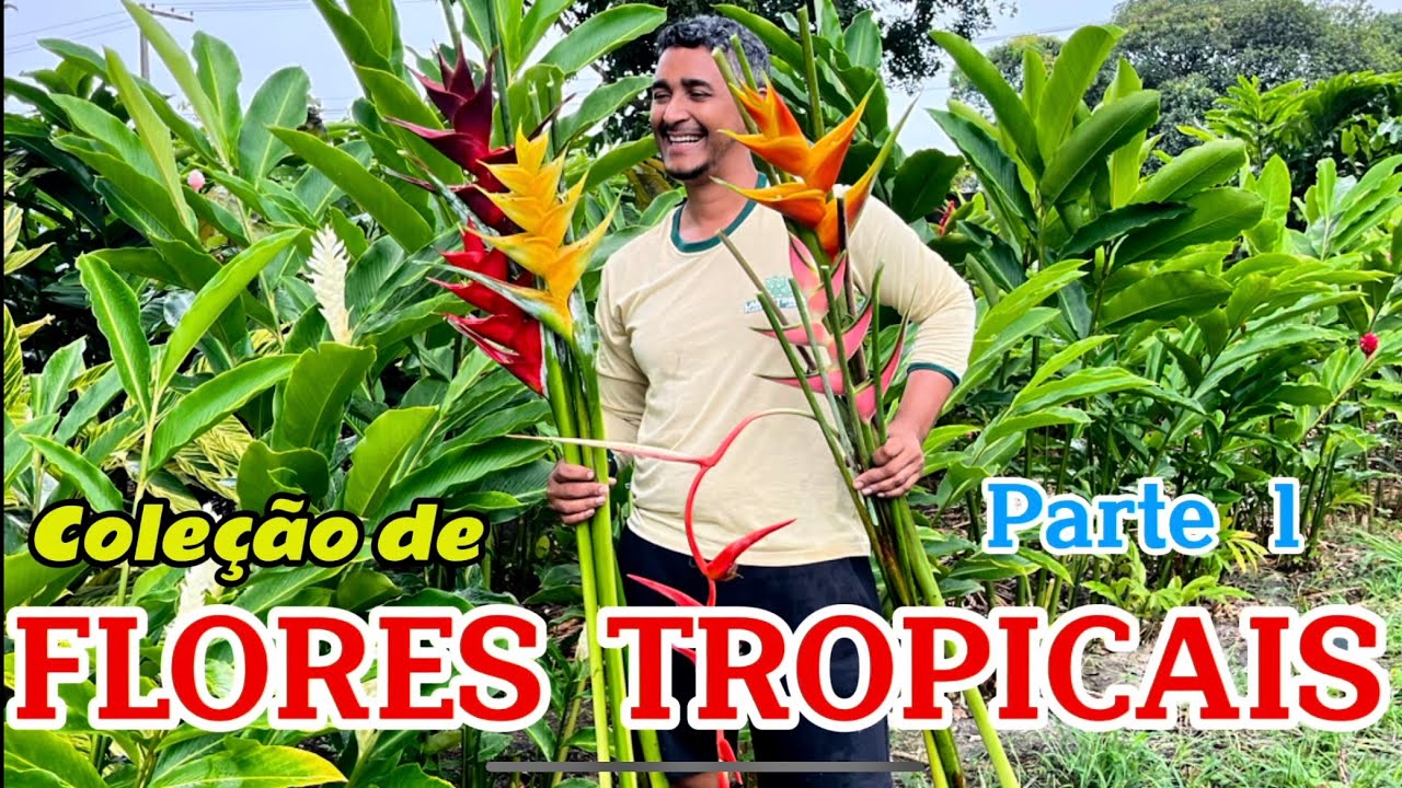 Passeio pela Coleção de Flores Tropicais - Helicônias e Calatheas - Parte 1