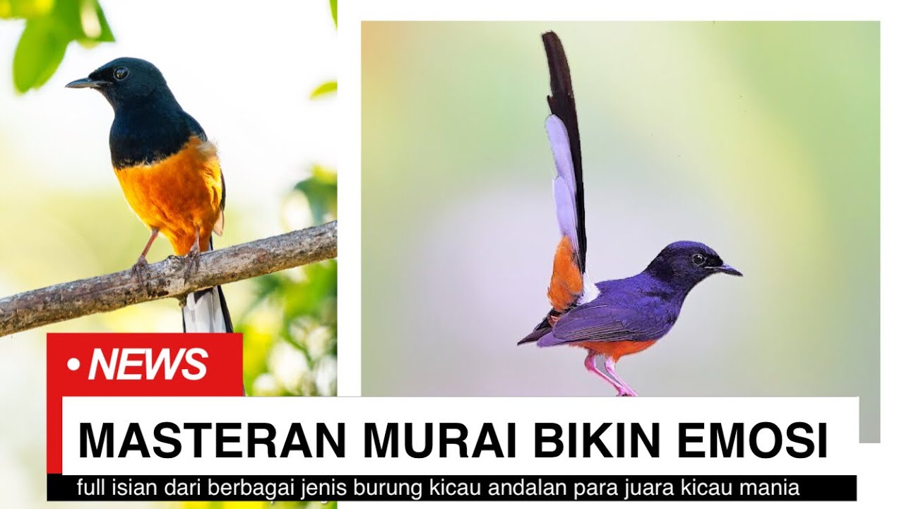 Masteran Burung Murai Batu Full Isian Bikin Cepat Emosi Dan Gacor