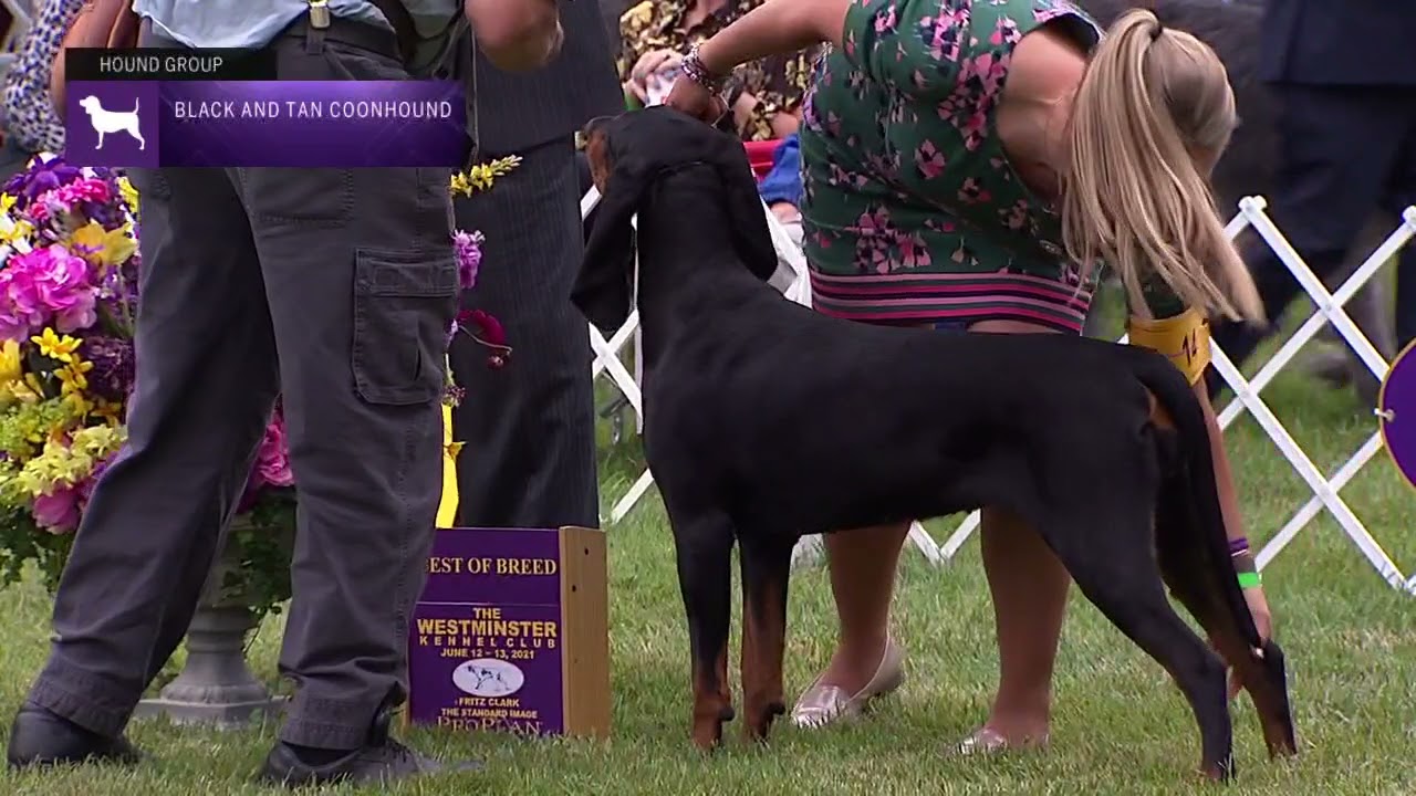 Black and Tan Coonhounds | Breed Judging 2021