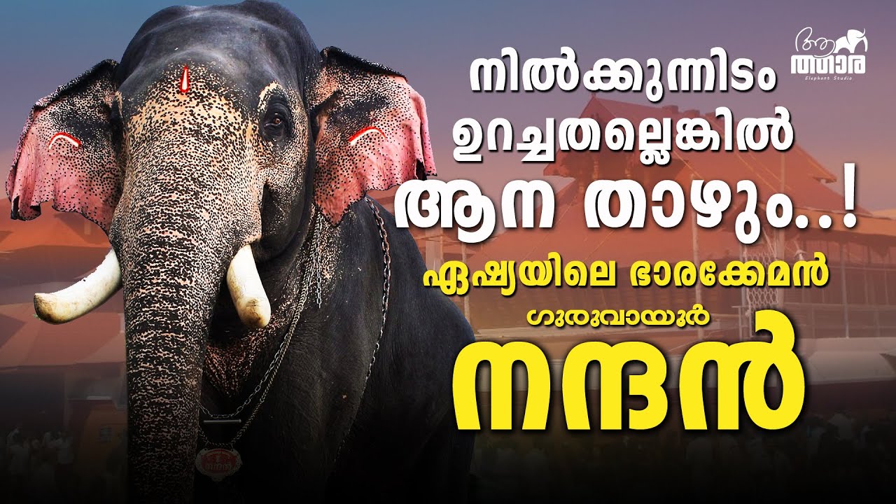 അന്ന് കർണ്ണാടകയുടെ പേടിസ്വപ്നം, ഇന്ന് കേരളത്തിന്റെ പൂരനായകൻ | GURUVAYOOR NANDAN | KERALA ELEPHANT 