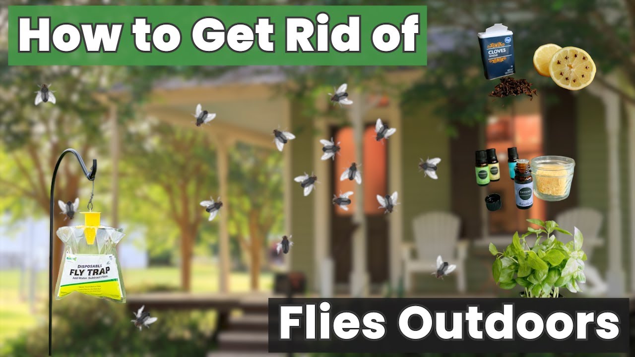 Struggling with Flies? This Simple Hack Will Show You How to Get Rid of Flies Outdoors!