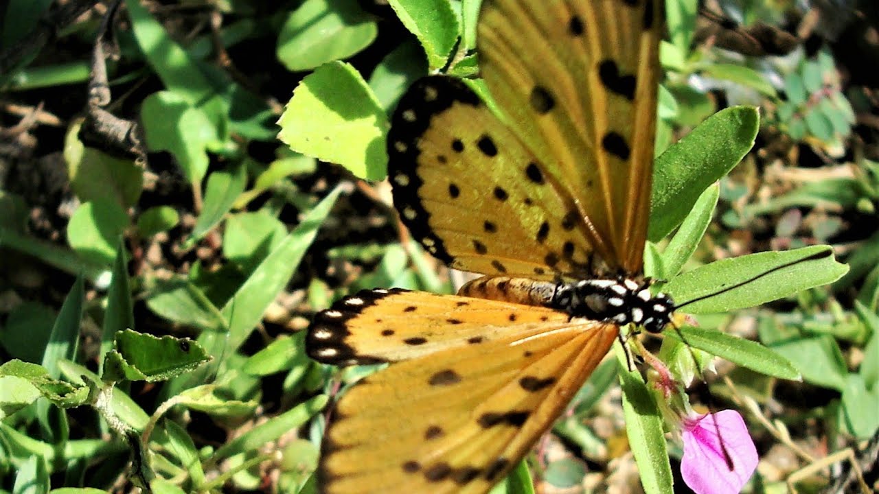 BEAUTIFUL BUTTERFLIES OF CAUVERY DELTA 14