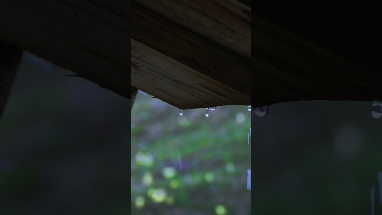 Sheltered Rain #rainsounds  #cozyrain  #relaxingasmr