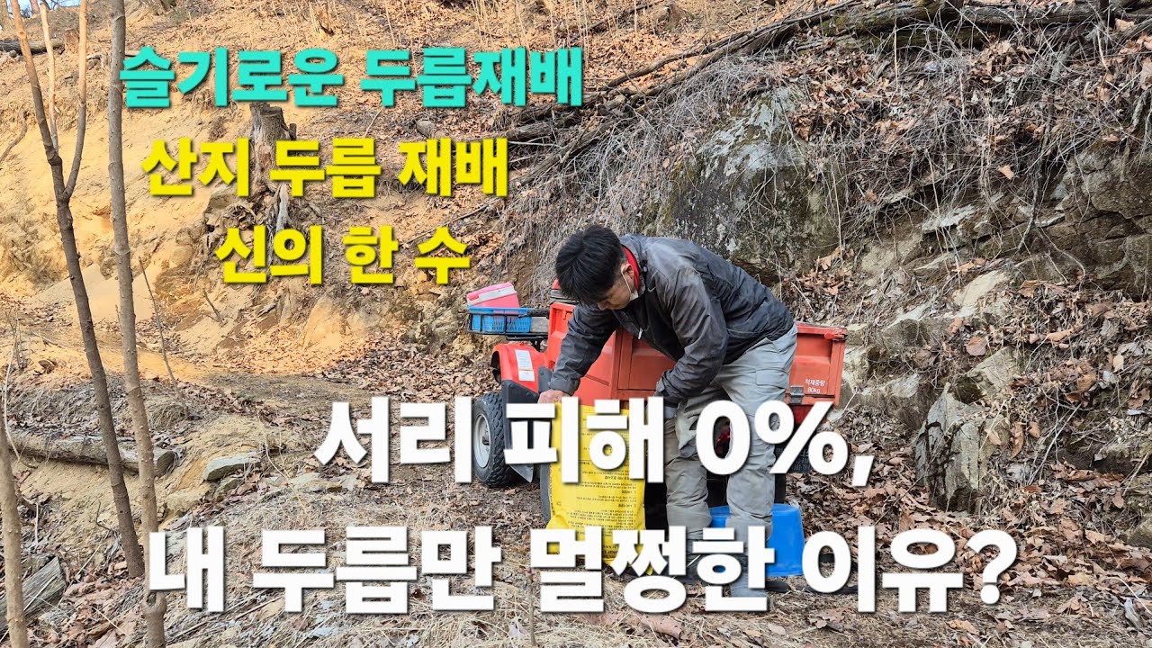 임야두릅 서리 냉해 피해 0%… 신의 한 수, 내 두릅만 멀쩡한 이유?