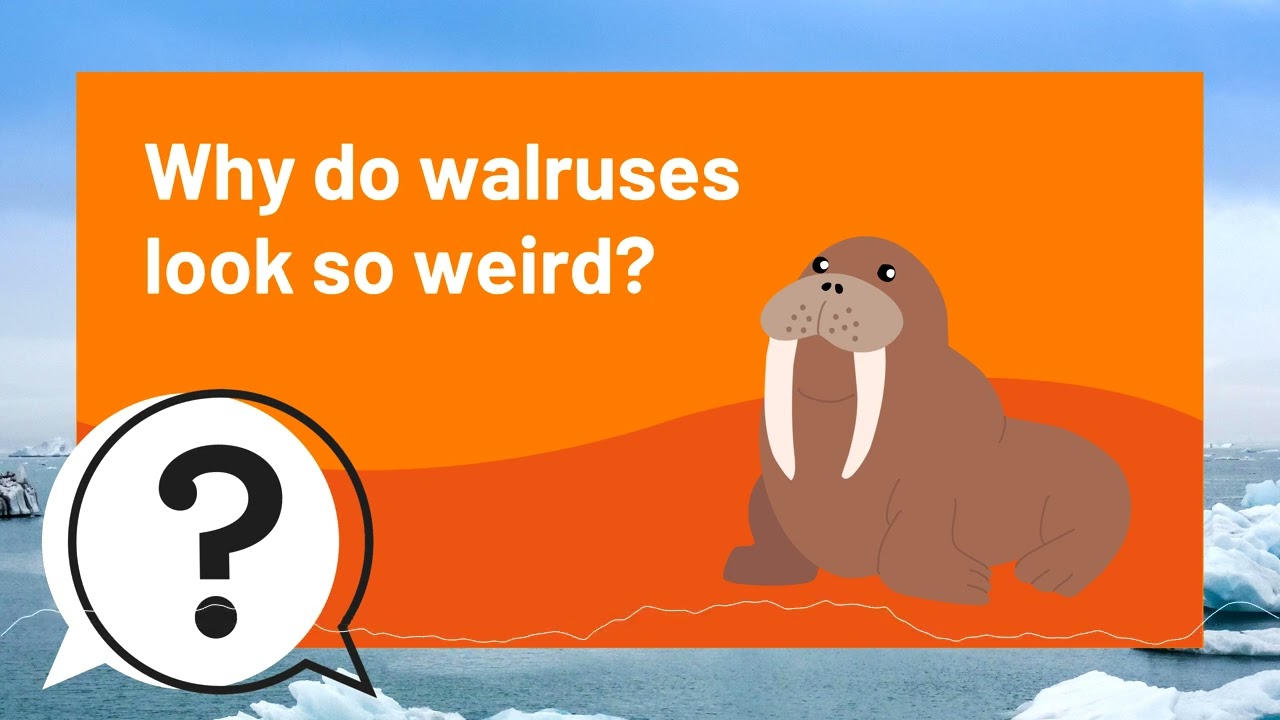 But Why Kids | Why do walruses look so weird? | Full Podcast Episode
