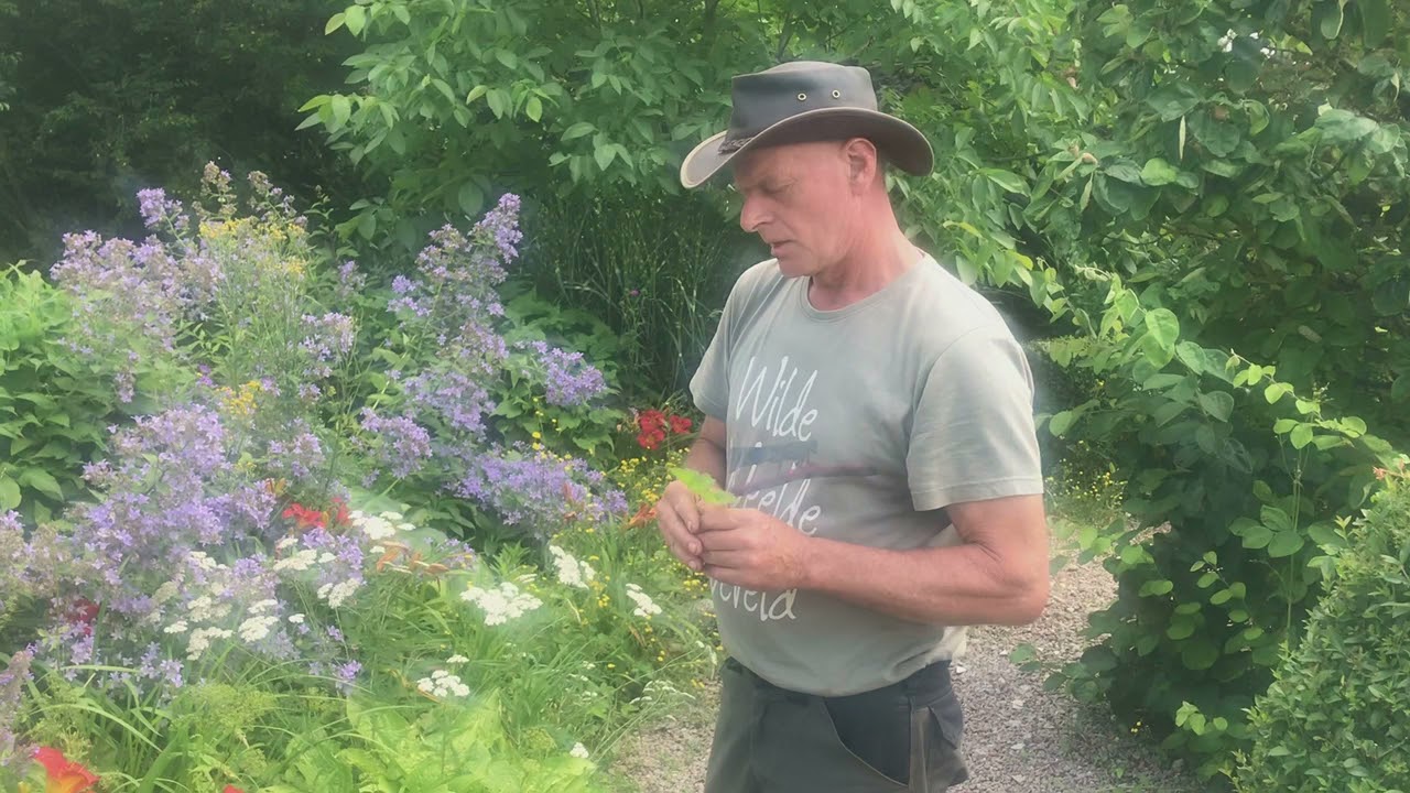 Wilde Weelde Wereld op Appeltern - Zevenblad Tuin