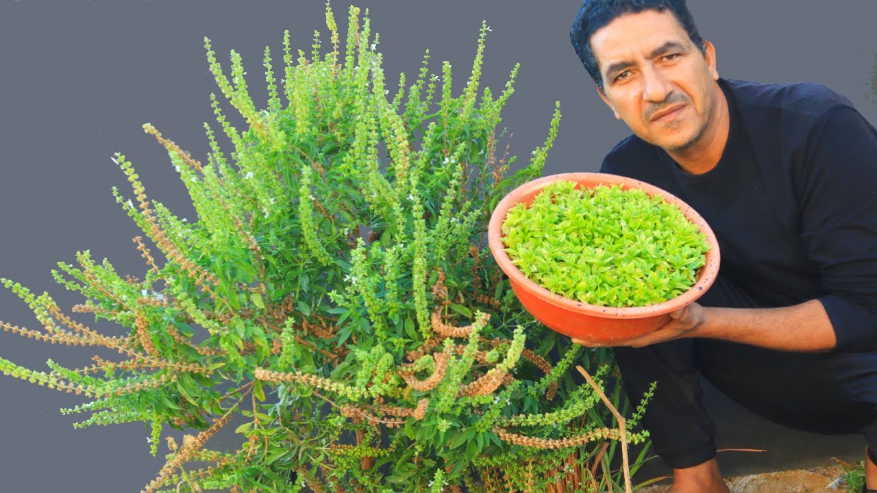 ازاى تزرع طن من الريحان🌾تعرف على المعجزات والفوائد المذهلة للريحان