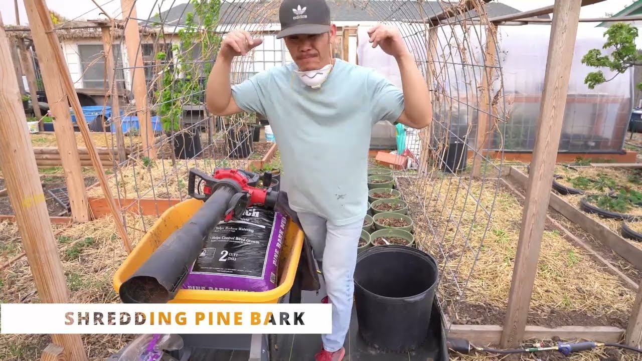 A Simple N Effective Way To Shred Pine Bark For Potted Container Mix!!!!