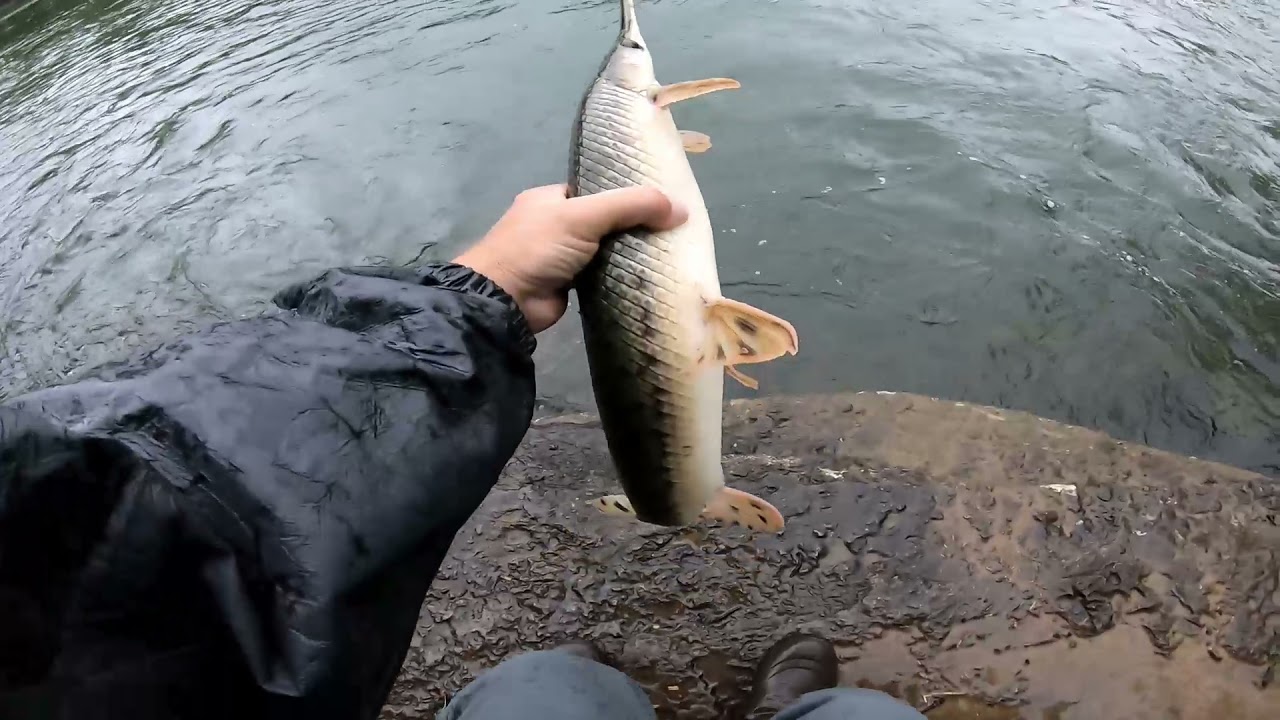 New Species!! Nice Mill Dam... Epic Bank Fishing