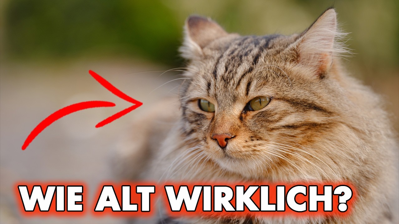 Der Katzen-Code: Wenn Zeit anders fließt