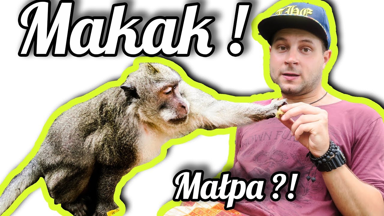 CIEKAWOSTKI O HODOWLI MAKAKA W DOMU