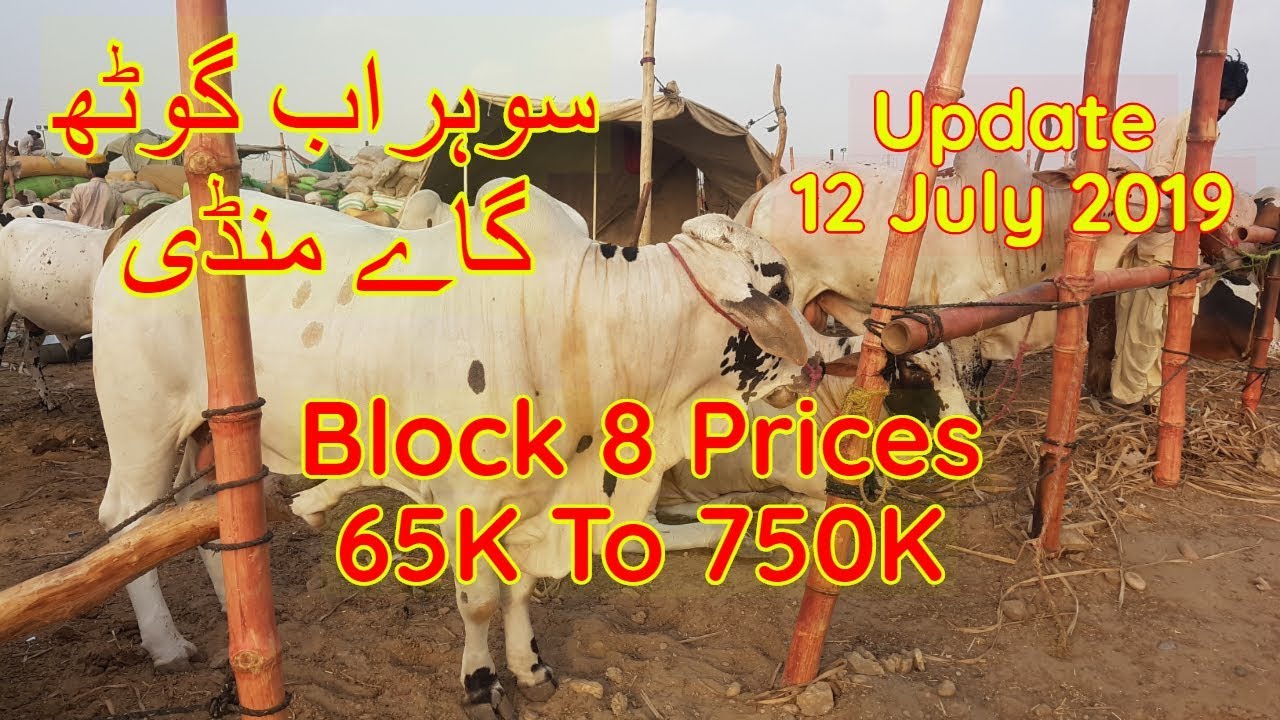Karachi Sohrab Goth Cow Mandi Price Update 12 July 2019 Block 8 And Cattle Unloading