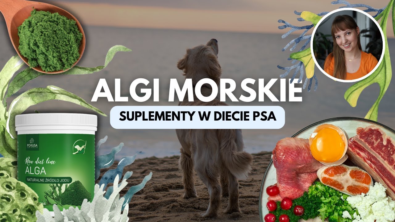 Algi morskie - superfood dla psa - Jak i kiedy stosować je w diecie psa? | Suplementy BARF