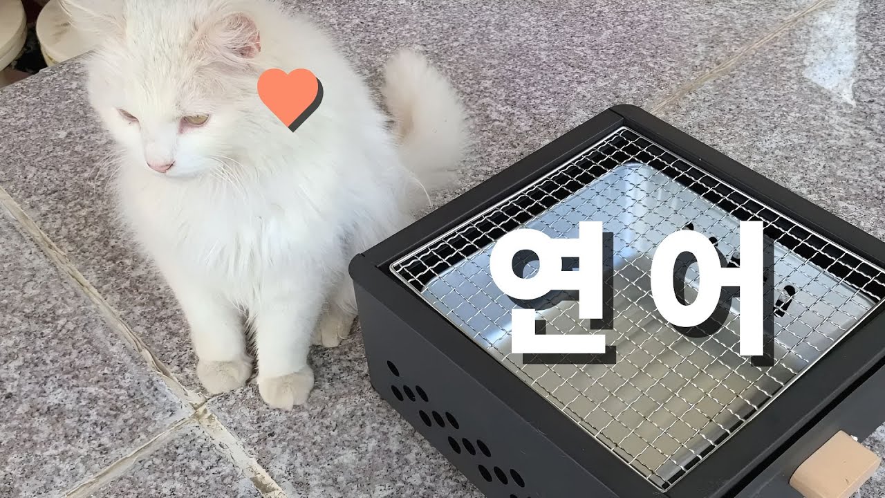 밭에 사는 고양이 럭키의 연어 먹방