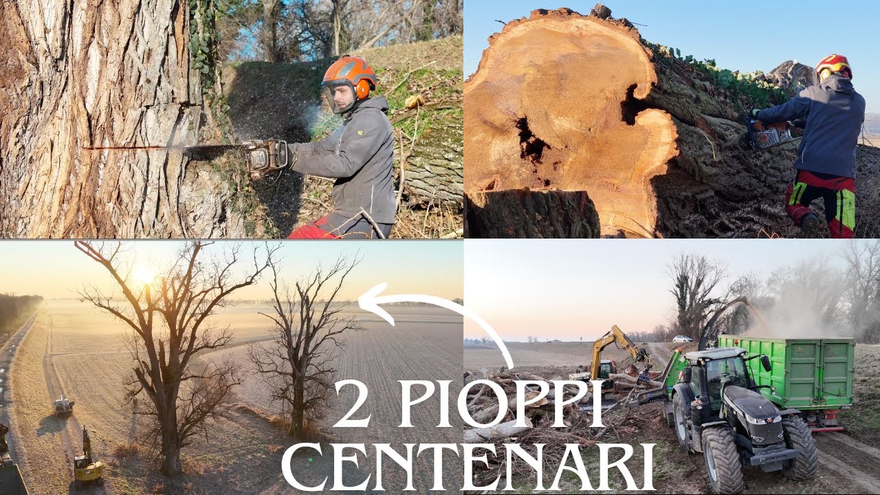 ABBATTIMENTO DI DUE BISONTI CENTENARI, CIPPATURA E TANTI TRONCHI