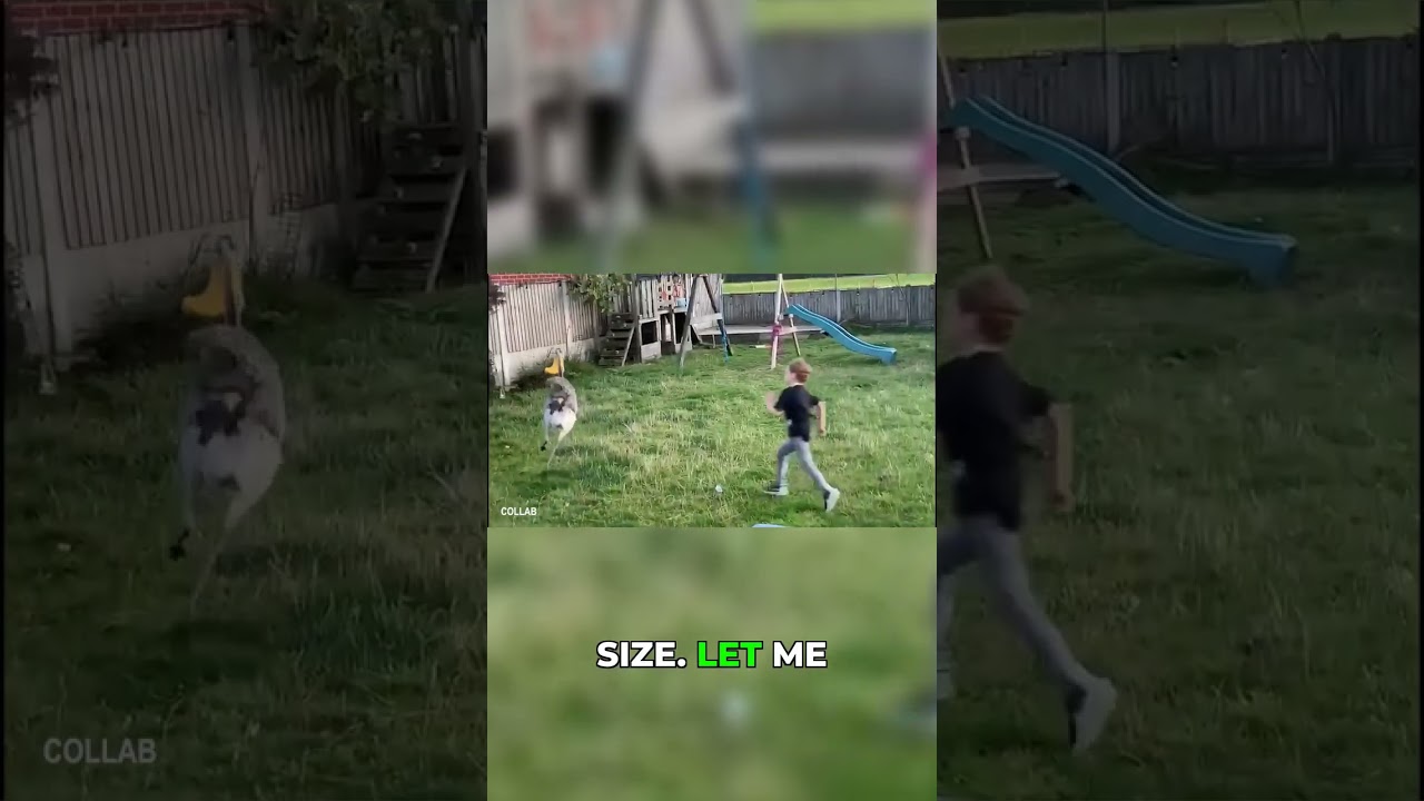 Welcome to the Silliest & Most Viral Pet Moments! 
