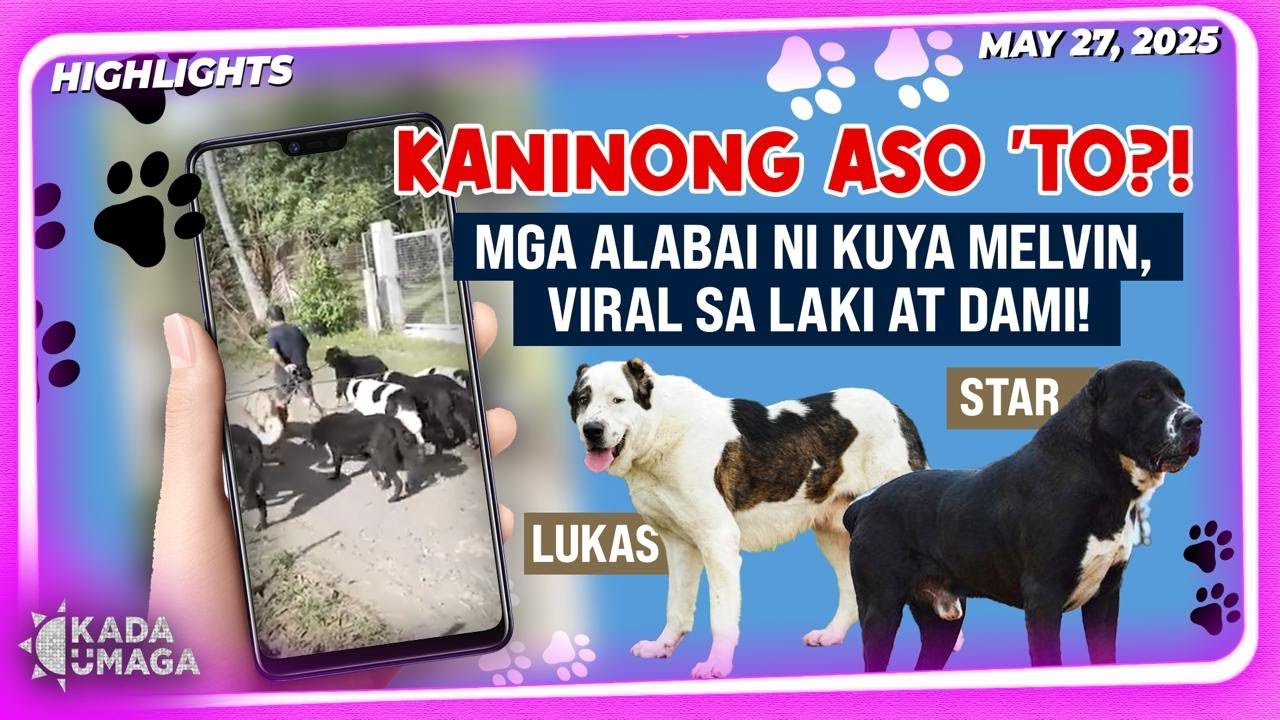 30 Alabai Dogs?! Meet the Pinoy breeder na may sariling 
