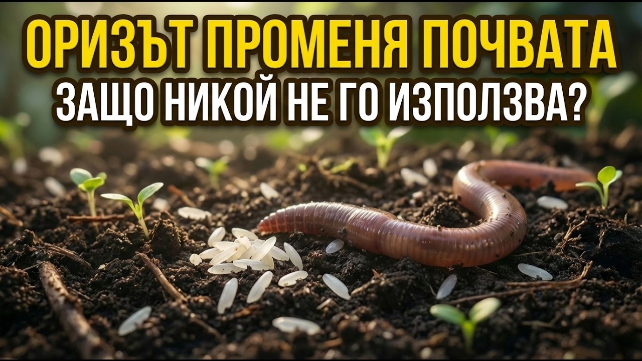 По-големи червеи, по-богата почва: Тайната на ориза, която градинарите не могат да пренебрегнат!