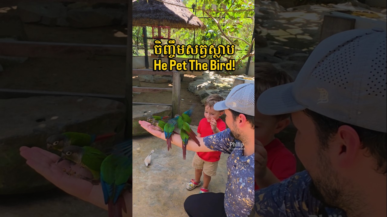 These Birds in Cambodia LOVED Our Family! We pet them?! #shorts