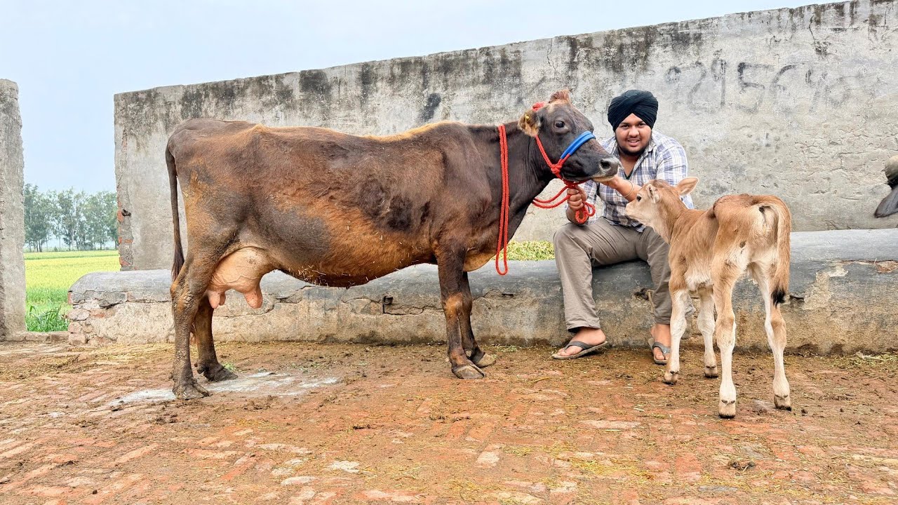 20ਲੀਟਰ ਜਰਸੀ ਬਹੁਤ ਜਾਇਜ ਰੇਟ। cows for sale/vadiya farm/19-3-26