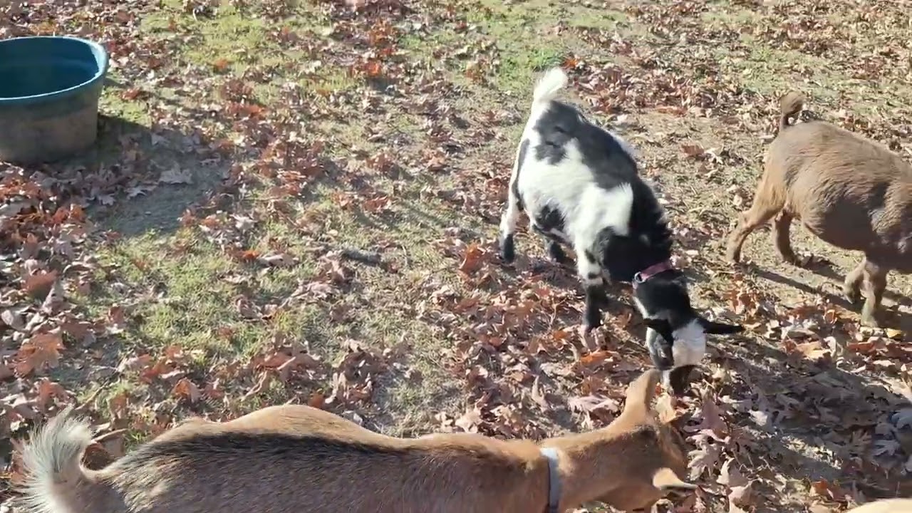 Winter Goat Emergency Care