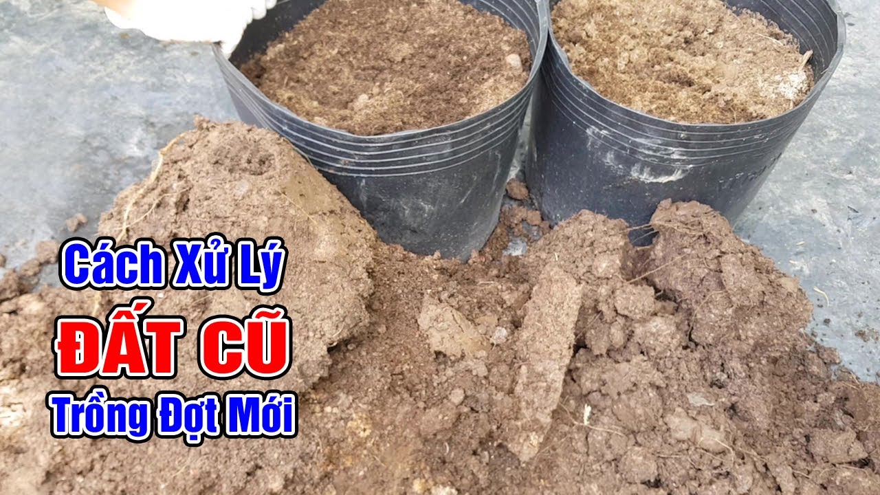 Cách xử lý đất cũ trồng đợt mới không cần phơi