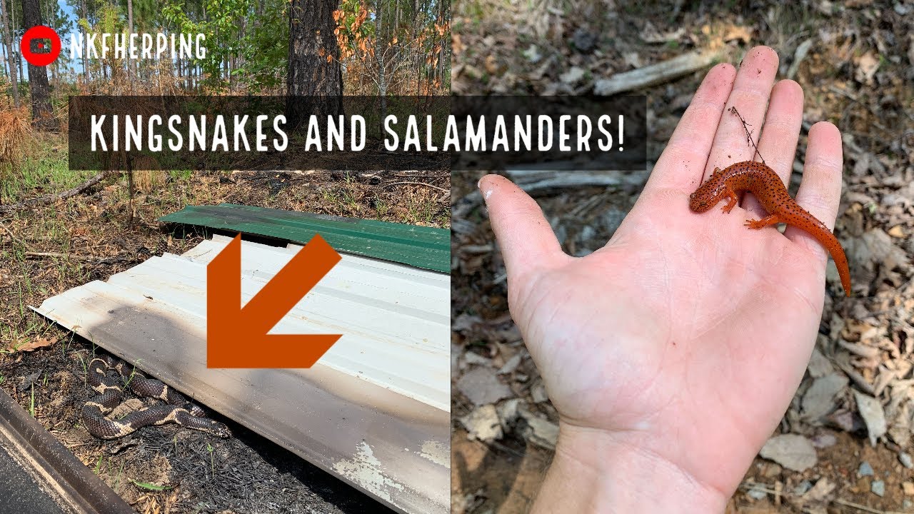 Spring Kingsnakes Under Tin and Colorful Salamanders! April Herping in Georgia