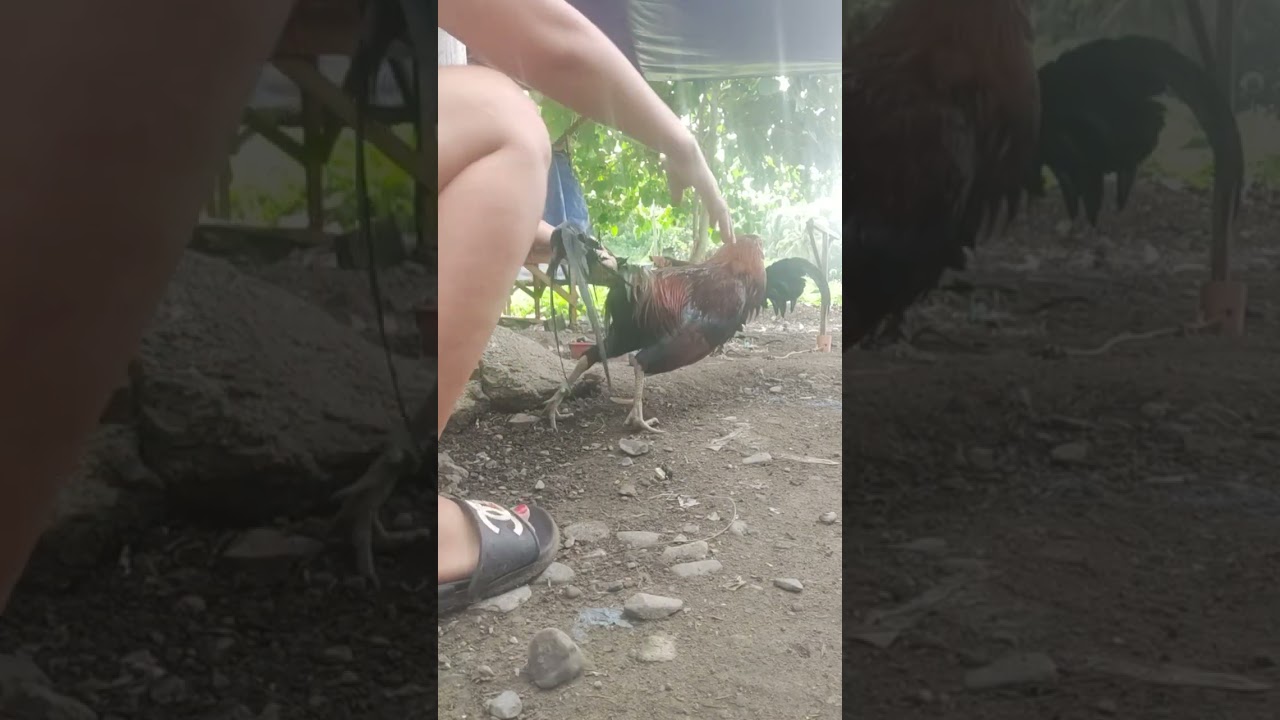 LIGO sa manok Kung masungit 🤣