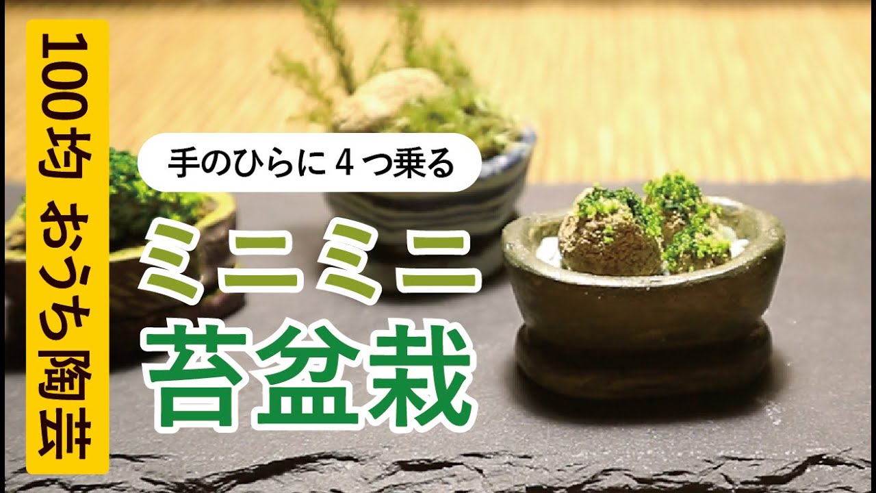 ミニミニ苔盆栽のつくりかたを5分で紹介！  ( 