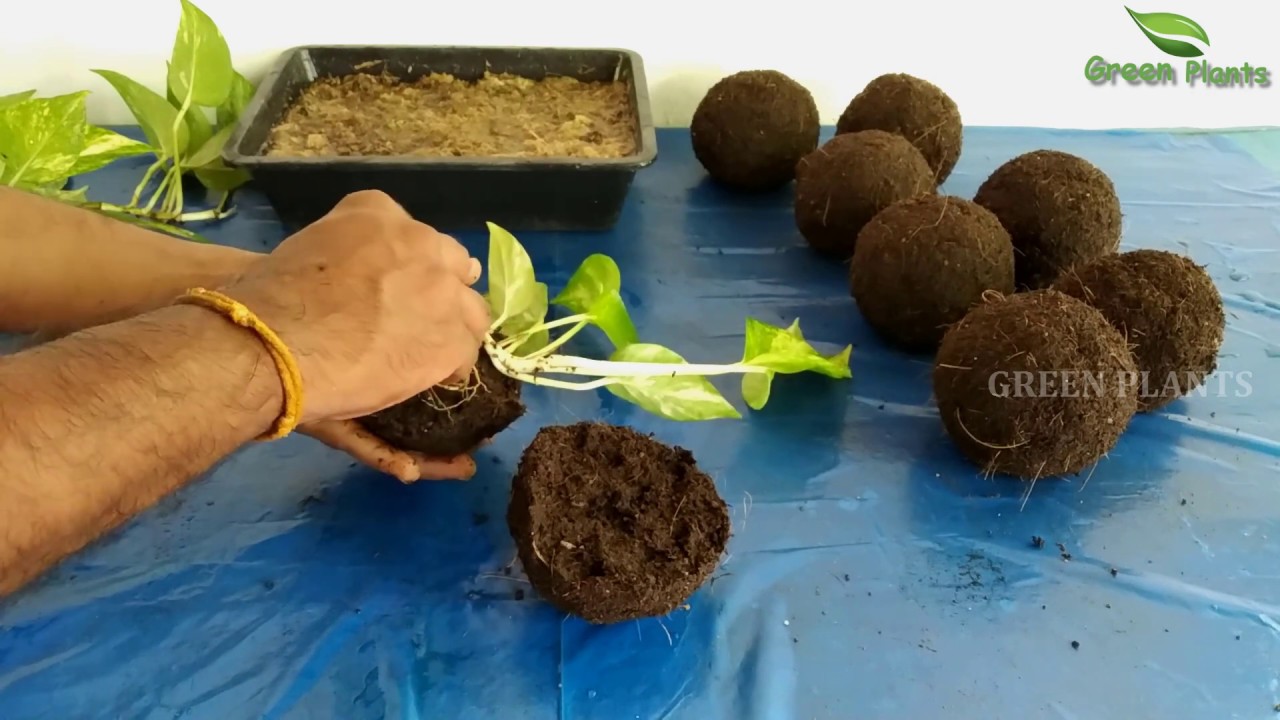 Beautiful Idea For Growing Money plant in Indoor | Money plant indoor Kokedama Garden//GREEN PLANTS