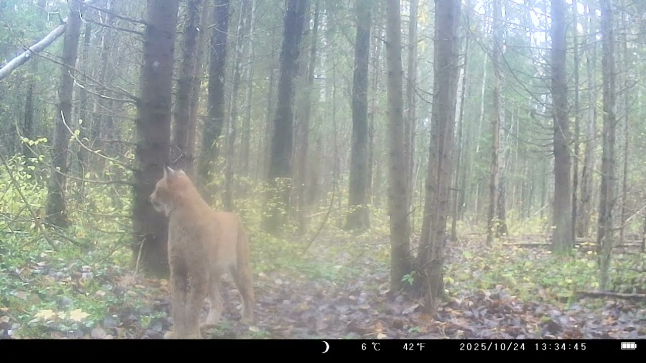 Rajakaamera/ Wildcamera/ Trail camera vol 47