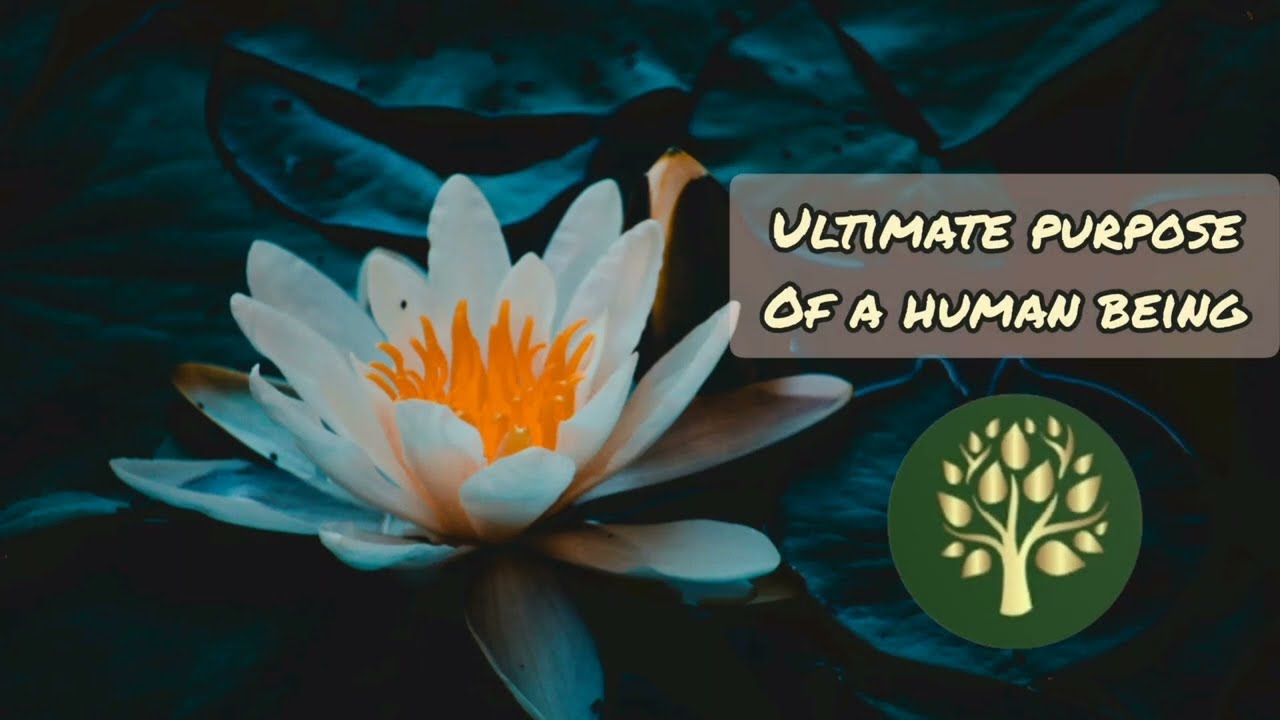 Ultimate Purpose of a Human Being