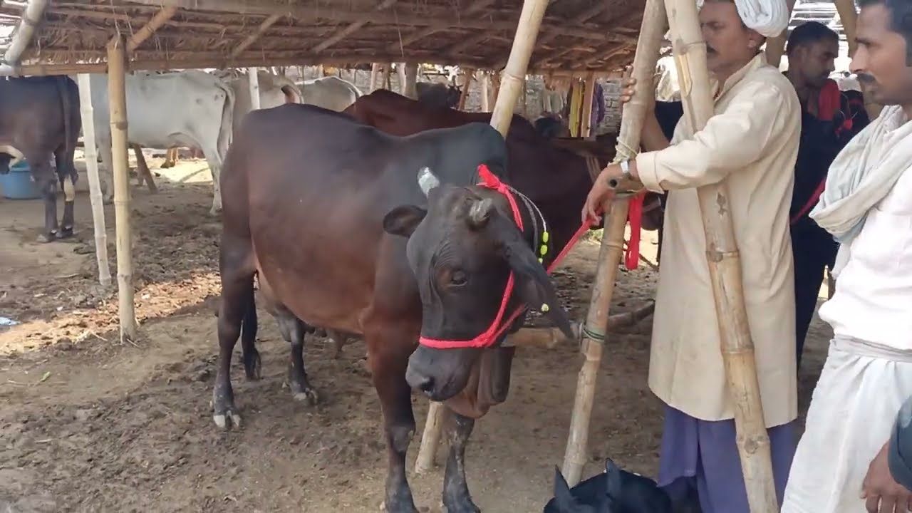 Chausa ka Mandi Buxar Bihar #cowmandi Chausa Pashu Mandi #animals