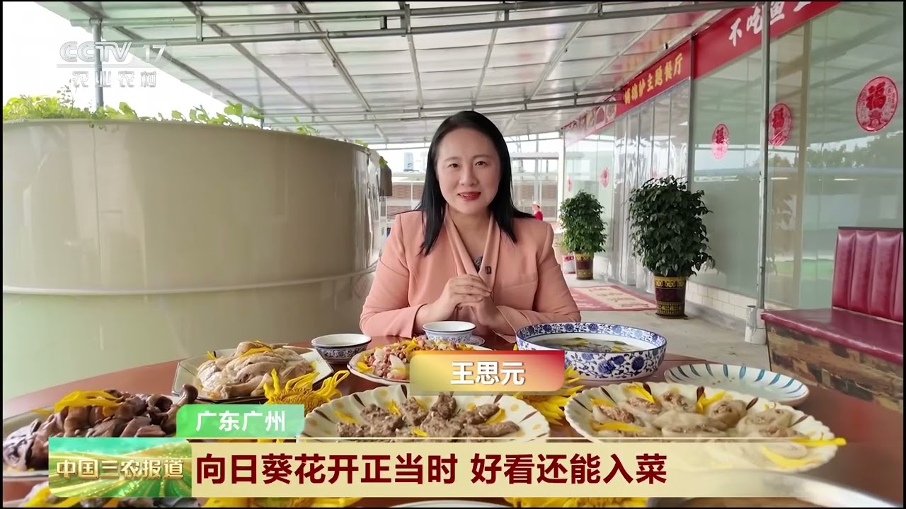 [中国三农报道]广东广州 向日葵花开正当时 好看还能入菜 | 农业致富经 Agriculture And Farming
