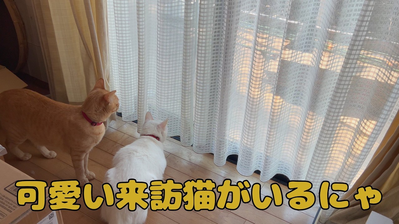 【保護猫】🐈近所の半野良猫が遊びに来たにゃ🐈の巻【にゃんこ日和】【rescued cat】
